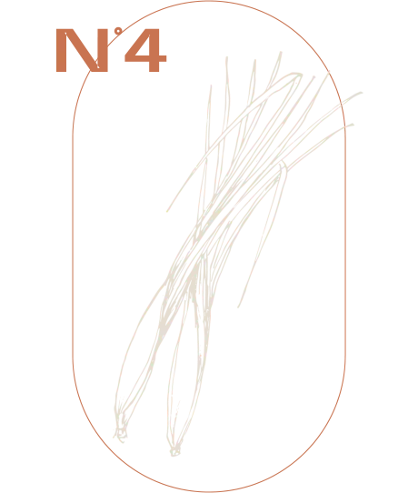 Zitronengras