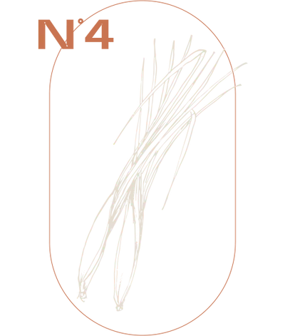 Zitronengras